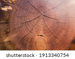 The Texture Of A Sawn Tree With ...