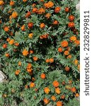 Small photo of This is a Marigold flowers, Marigold flower have ruffled petals, fern-like leaves, and come in yellow, copper, orange, gold, and brassy hues