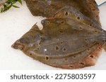 Small photo of Sea flounder is a ray-finned fish of the flounder family