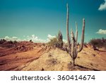 Desert  Cactus In Desert ...