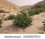 Small photo of Diplotaxis plant at Wadi Degla Protectorate, Eastern Desert, Egypt