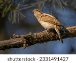 Small photo of Eurasian wryneck on a branch