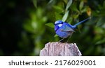 Small photo of The splendid fairywren is a passerine bird in the Australasian wren family, Maluridae. It is also known simply as the splendid wren or more colloquially in Western Australia as the blue wren.