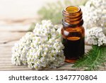 Yarrow Essential Oil In The...