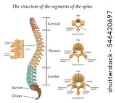 Diagram Of A Human Spine With...