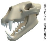 Lion Skull Animal Anatomy 3d...
