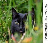 Outdoor Portrait Of A Black Cat