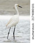      Snowy Egret Fishing In The ...