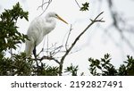                           Great Egret profiled in a tree. Bird is located on left side of photo and looking to the right. Tree and overcast sky are the background.     