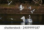 Small photo of Great Egrets, Bonaparte’s Gulls, and a Snowy Egret in a feeding frenzy at Jarvis Creek Park on Hilton Head Island.