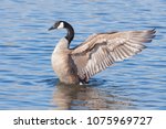 A Profile Of A Canada Goose As...