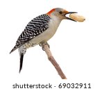 Red Bellied Woodpecker Holds A...