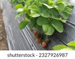 Small photo of A strawberry plant that is starting to bear fruit, the strawberry has the scientific name Fragaria vesca.
