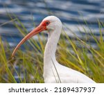 A beautiful american white ibis ...