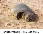 The Hawaiian Monk Seal  Endemic ...