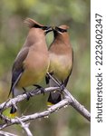 Small photo of These two cedar waxwings are exchanging a food item (unripe Saskatoon berry) are part of a seasonal bonding ritual. They would repeatedly pass the berry back and forth, from beak to beak.