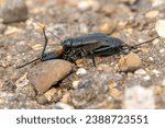 Small photo of This image shows one of millions of fall field crickets that plagued Saskatchewan. This one is feeding on another cricket that was killed on the highway. They are omnivores and can be cannibalistic.