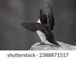 Small photo of This photo shows a razor-billed, or lesser, auk flapping its wings while sitting on a granite rock protruding from the face of a cliff. A colony of auks will nest on this cliff.