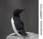 Small photo of This photo shows a razor-billed, or lesser, auk as it sits on a granite rock protruding from the face of a cliff overlooking the Atlantic Ocean. A colony of auks will nest on these rock.