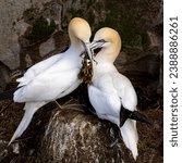 Small photo of The image shows a pair of gannets, one of which has returned with some seaweed that will be used to augment their nest. On arrival, the pair will nuzzle and vocalize to strengthen their bond.