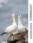 Small photo of This is a photo of the famous fencing, or billing, behavior performed by northern gannets. They clack their bills together to help strengthen the bond between a mated pair.