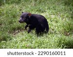 Small photo of Tasmanian marsupial often called the Tasmanian devil playing in the grass