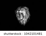 the lion roar,lion portrait