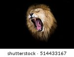 lion growls portrait