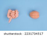Small photo of Gut-Brain Axis model, Gut-Brain connection Influence of Microbiota on Mood and Mental Health, Anatomical models of human brain and stomach explanation relationship of nervous and digestive system.