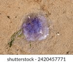 Small photo of Blue jellyfish, Cyanea lamarckii, stranded on beach at low tide, Slijkgat tidal inlet of North Sea, Netherlands