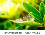 Summer Garden With Spider Web