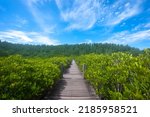 Tung Prong Thong or beautiful golden mangrove forest field at Rayong province, Thailand