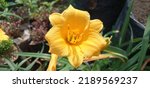 Daylily Flowers Or Bakung...