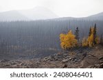 Small photo of Remnant coniferous and deciduous trees survived a big wildfire and provide a seed source for post forest fire recovery in Jasper National Park, Canada Stock Photo