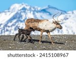 A reindeer rangifer tarandus...