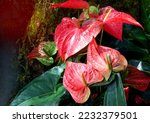 Red Anthurium Flowers In The...