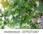 Small photo of Maple leaves are shaped like five fingers spread apart in a lobe, 3-9 lobes. The leaves are bright green. Soft and selective focus.