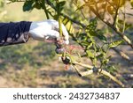 Small photo of Gardeners who graft lemons as a method of propagation create new plants that are genetically identical to the parent plant. soft and selective focus.