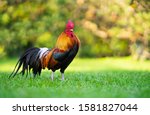 Beautiful Rooster Standing On...