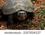 Small photo of The Borneo River Turtle or Byuku is a type of turtle in the Bataguridae family. These turtles can be found in Indonesia and Malaysia. These turtles are commonly called biuku, bajuku, or ivory turtles.