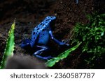 Small photo of Blue poison dart frog or blue poison dart frog, in scientific language Dendrobates tinctorius "azureus" is a poison dart frog.
