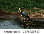 Small photo of The Greater Adjutant or Leptoptilos dubius has a wide and varied diet. It sweeps through water with its huge bill, scooping up fish, crustaceans, amphibians, insects and reptiles.