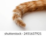 Ginger cat tail. cat laying on...