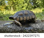 Small photo of A tortoise is a reptile characterized by its hard, bony shell and slow-moving nature. They are primarily terrestrial, dwelling in various habitats ranging from deserts to forests. Tortoises are known