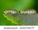 Small photo of Gooseberry Sawfly is a common yet troublesome pest of Gooseberry, Red and White Currant bushes.
