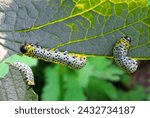 Small photo of Gooseberry Sawfly is a common yet troublesome pest of Gooseberry, Red and White Currant bushes.