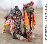 Small photo of Beautiful decorated camel waiting a tourists for riding on Bikaner Camel Festival in Rajasthan, India. The Camel Festival begins with a colourful procession of bedecked camels.