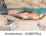 Sea Lion Sleeping And Sunbathe...