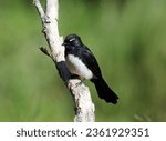 Small photo of Willie wagtail bird sitting on a tree branch with a green background