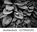 Black and White tropical foliage background 